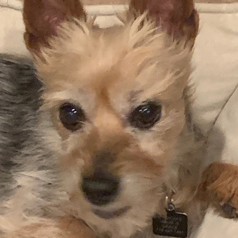 Meet your Posher, Grace